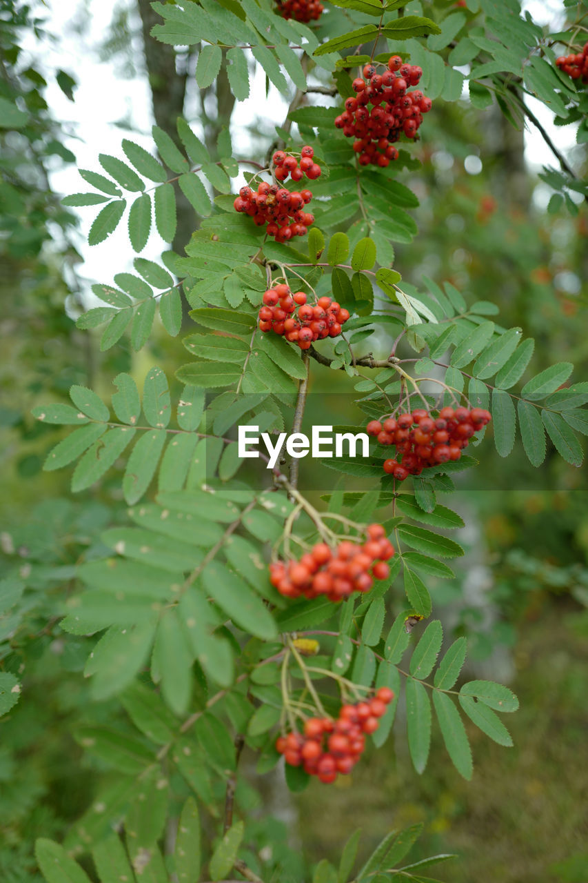 CLOSE-UP OF RED BERRIES ON TREE