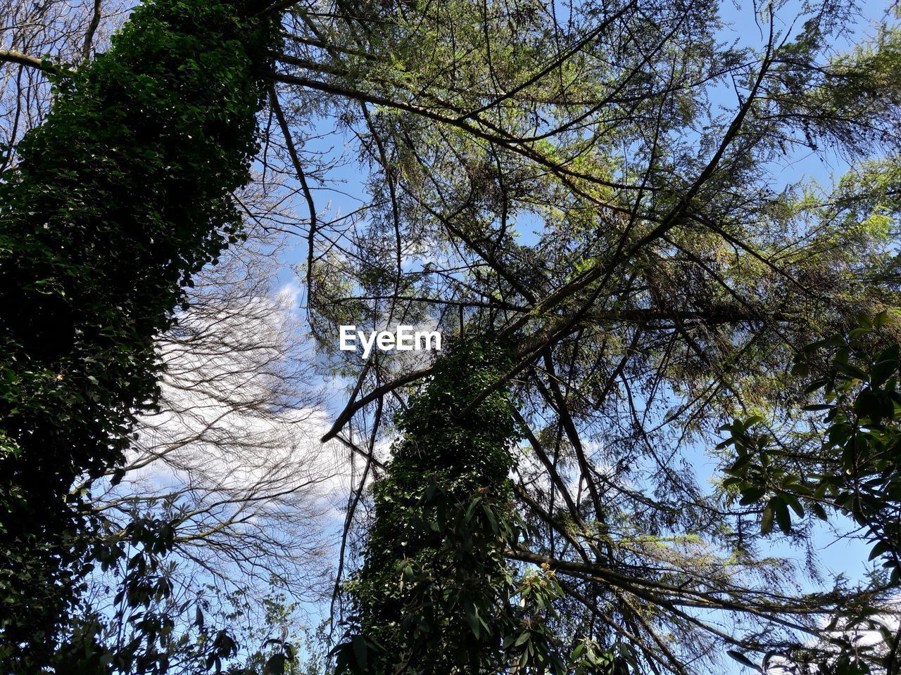 LOW ANGLE VIEW OF TREES IN FOREST