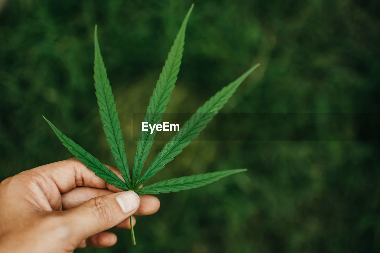 CROPPED IMAGE OF PERSON HOLDING LEAF