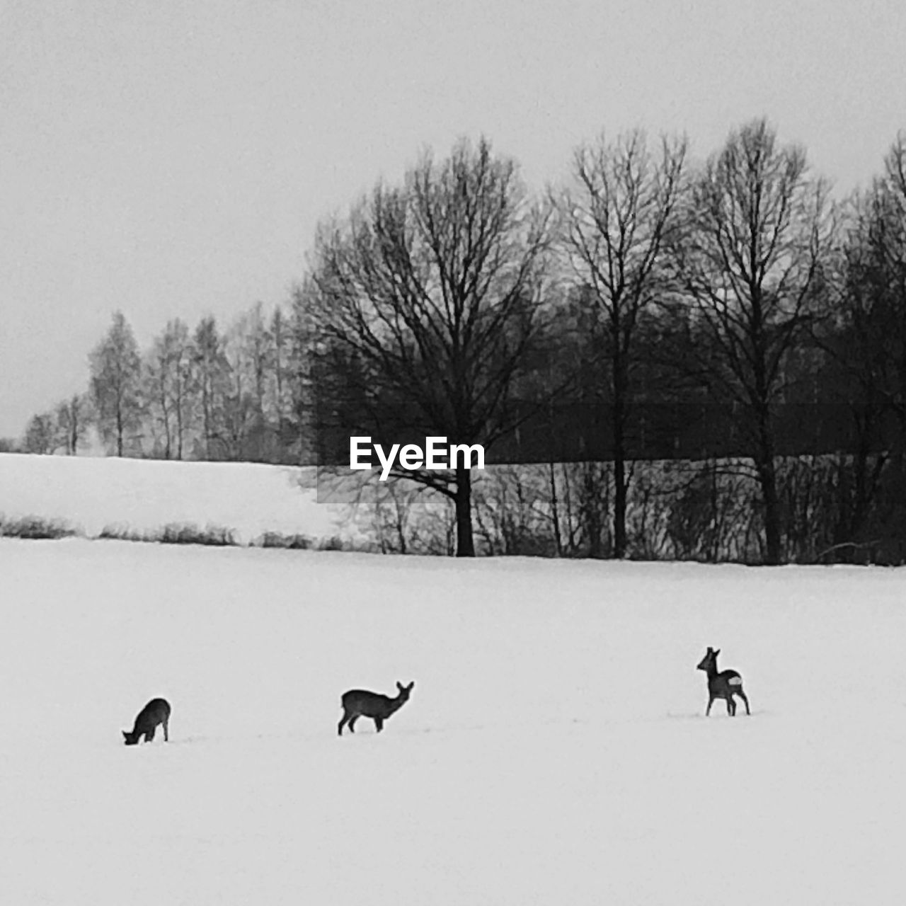 BIRDS ON SNOWY FIELD AGAINST SKY