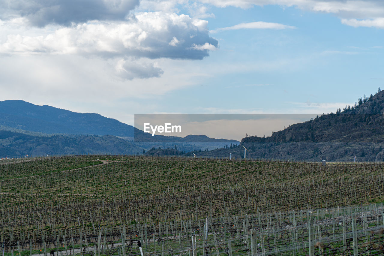 Scenic view of vineyard against sky