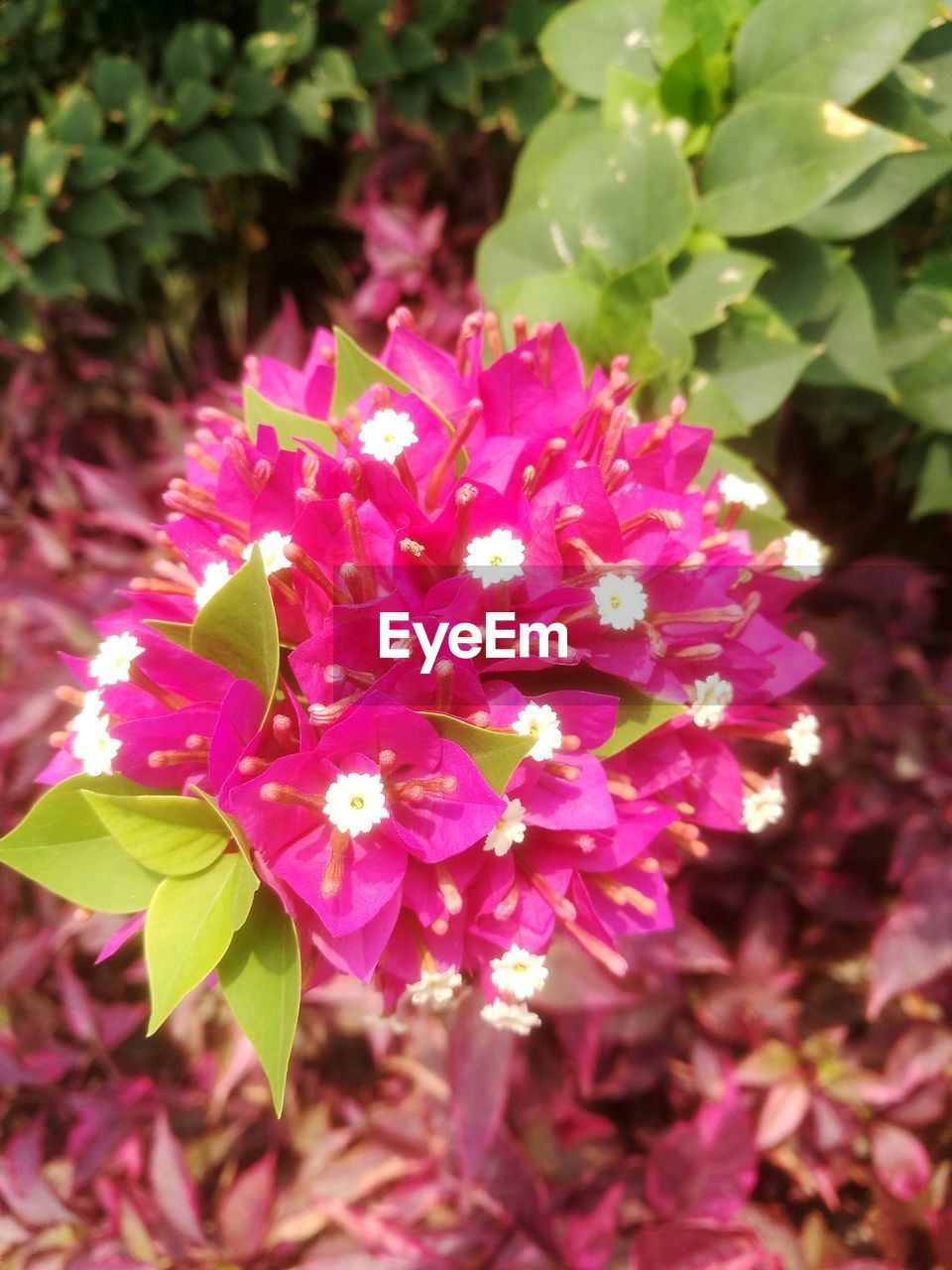 CLOSE-UP OF PINK ROSE FLOWERS