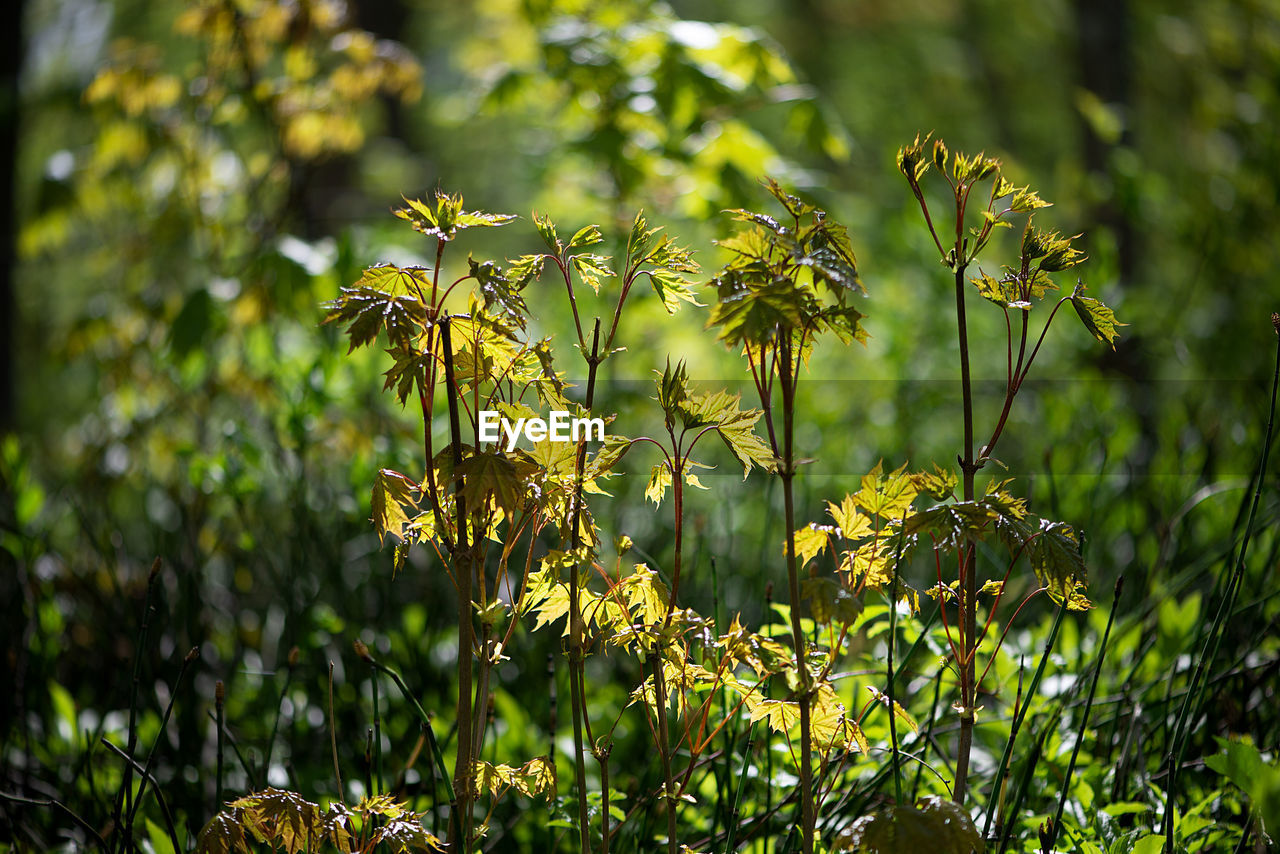 CLOSE-UP OF YELLOW FLOWERING PLANTS ON LAND