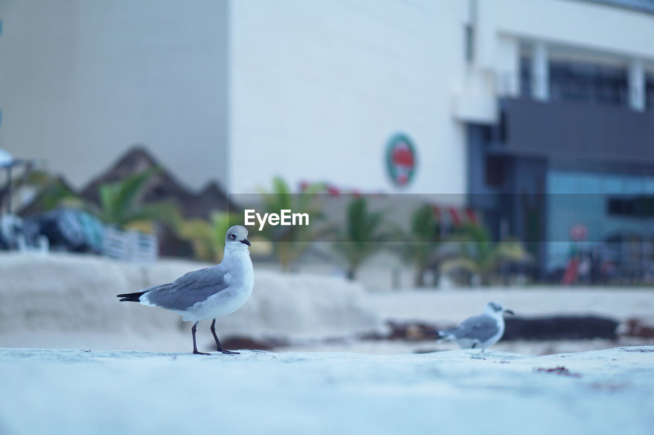 Seagull perching on a wall