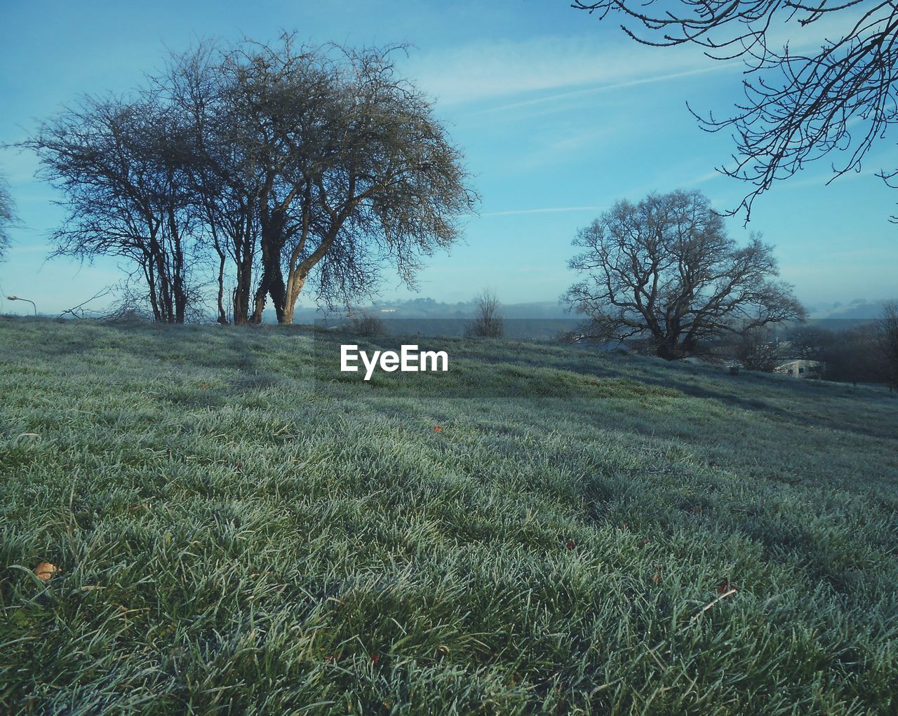 TREES GROWING ON FIELD AGAINST SKY