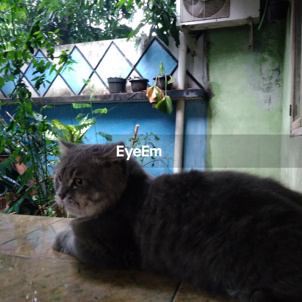 CLOSE-UP OF CAT SITTING BY WALL