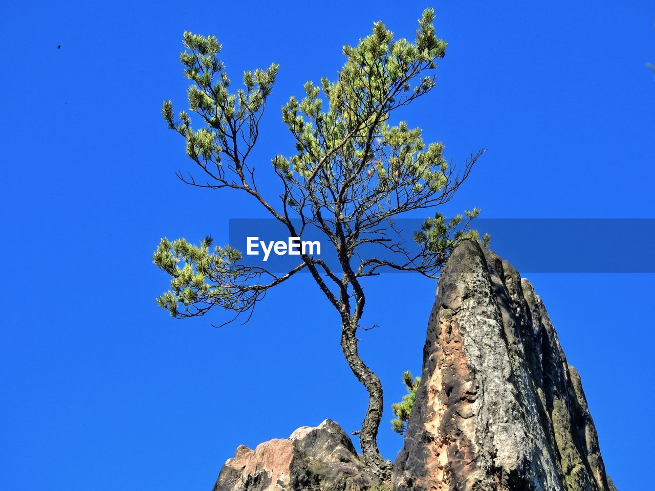 LOW ANGLE VIEW OF TREES AGAINST CLEAR BLUE SKY