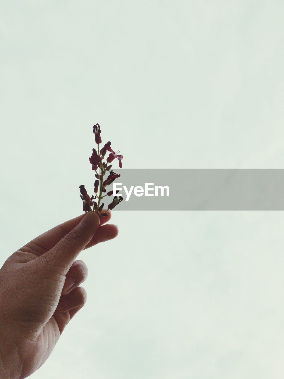 Cropped hand holding flowers against sky