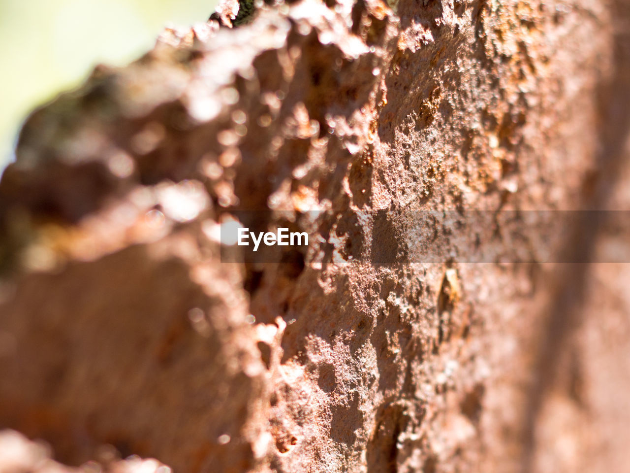 CLOSE-UP OF TREE TRUNK