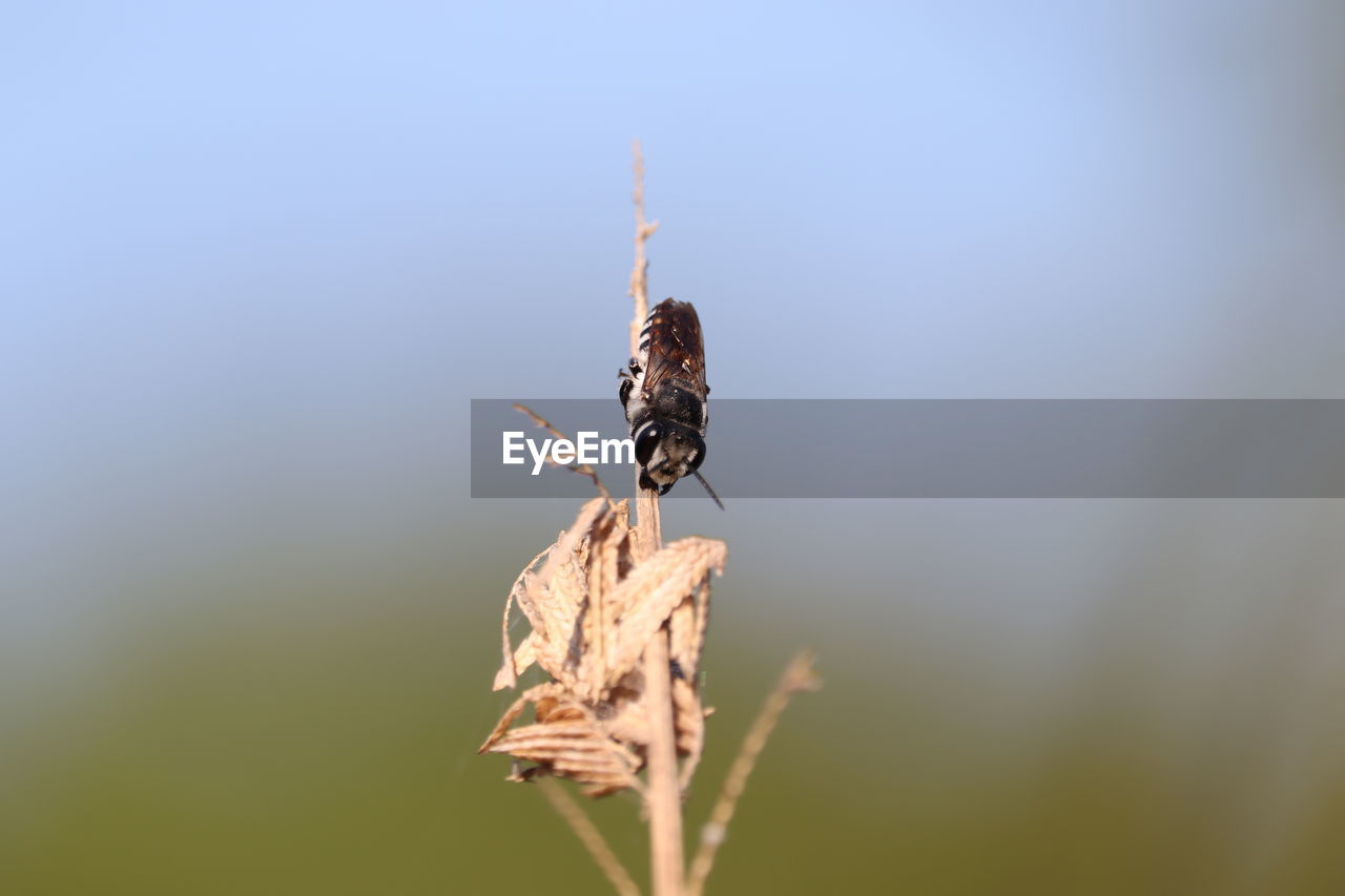 CLOSE-UP OF INSECT POLLINATING ON FLOWER