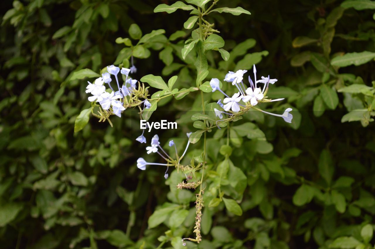 Tiny blue flowers blooming outdoors