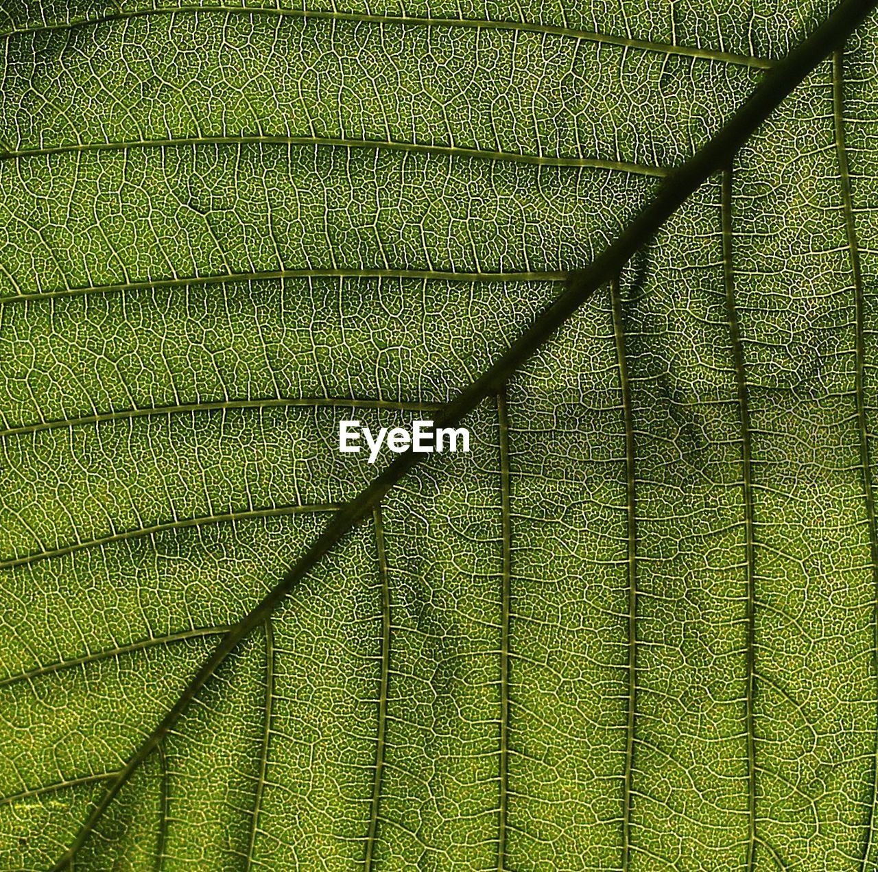 Full frame shot of green leaf