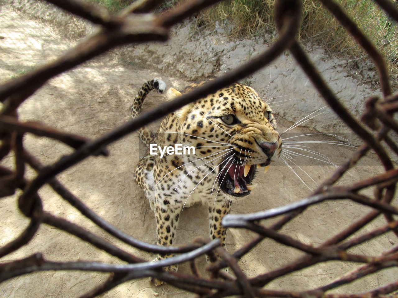 High angle view of cheetah roaring while standing on field seen through fence