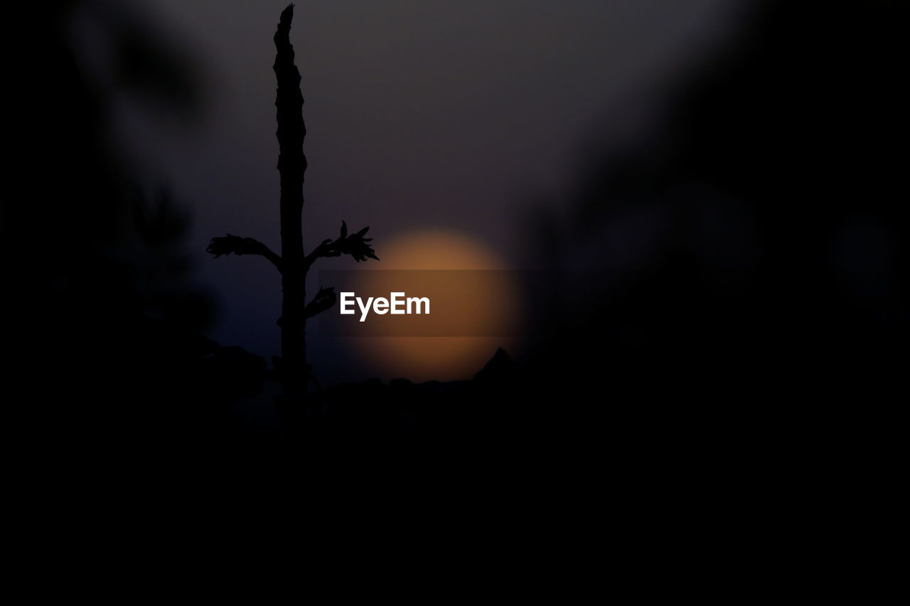 SILHOUETTE OF TREE AT NIGHT