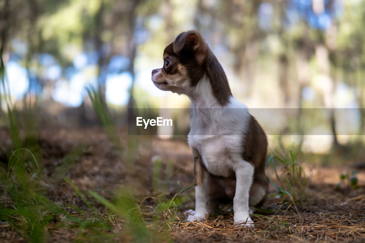 close-up portrait of dog standing on field