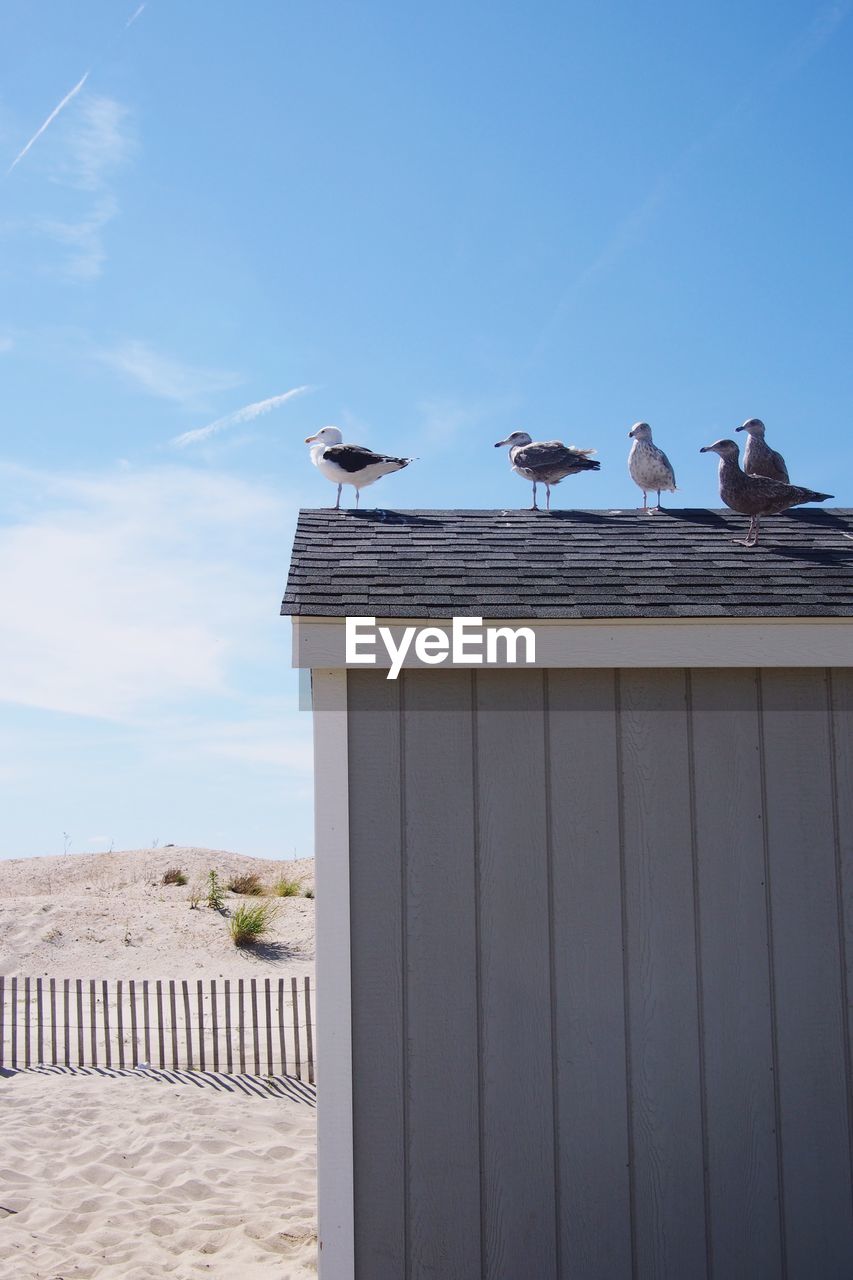 Seagulls on hut