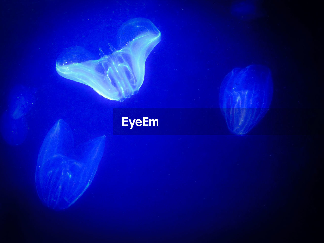 CLOSE-UP OF JELLYFISH UNDERWATER