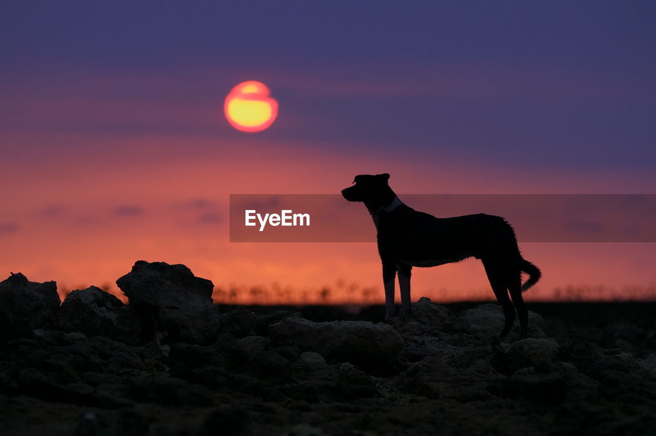 Silhouette of a dog standing with sunset on the background