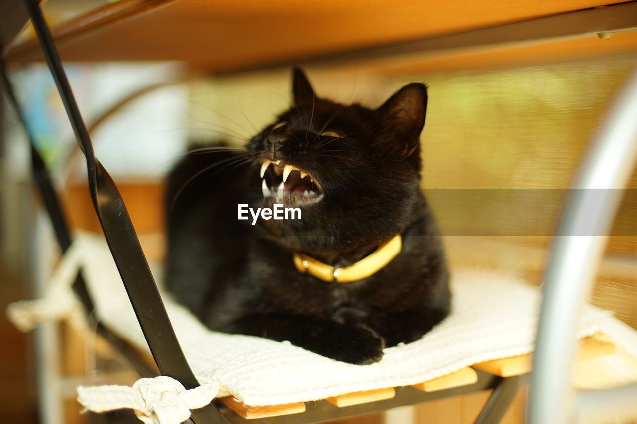 animal, animal themes, mammal, pet, one animal, domestic animals, cat, domestic cat, feline, black, whiskers, no people, animal body part, indoors, felidae, mouth open, small to medium-sized cats, yawning, facial expression