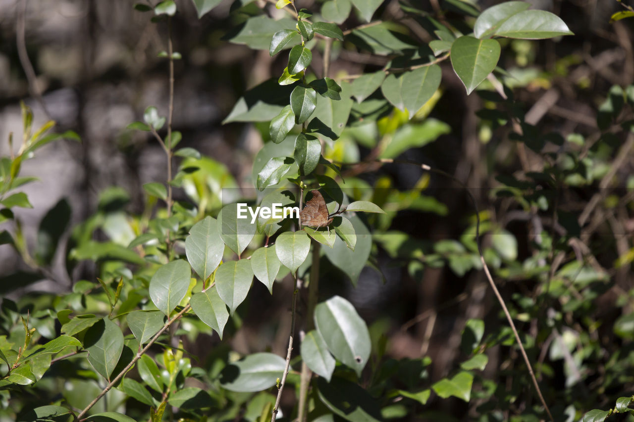 plant, leaf, plant part, green, tree, animal wildlife, animal themes, nature, animal, flower, branch, wildlife, no people, shrub, outdoors, beauty in nature, forest, one animal, environment, food, fruit, growth, food and drink, land, bird, produce, social issues, day, focus on foreground, insect, tourism, travel destinations