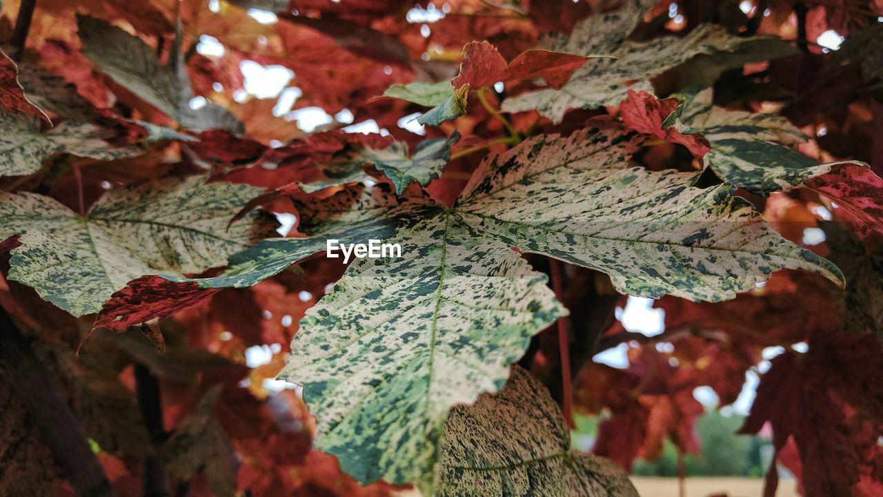 Close-up of dry leaves on tree