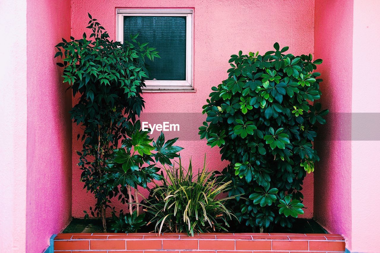 CLOSE-UP OF POTTED PLANT