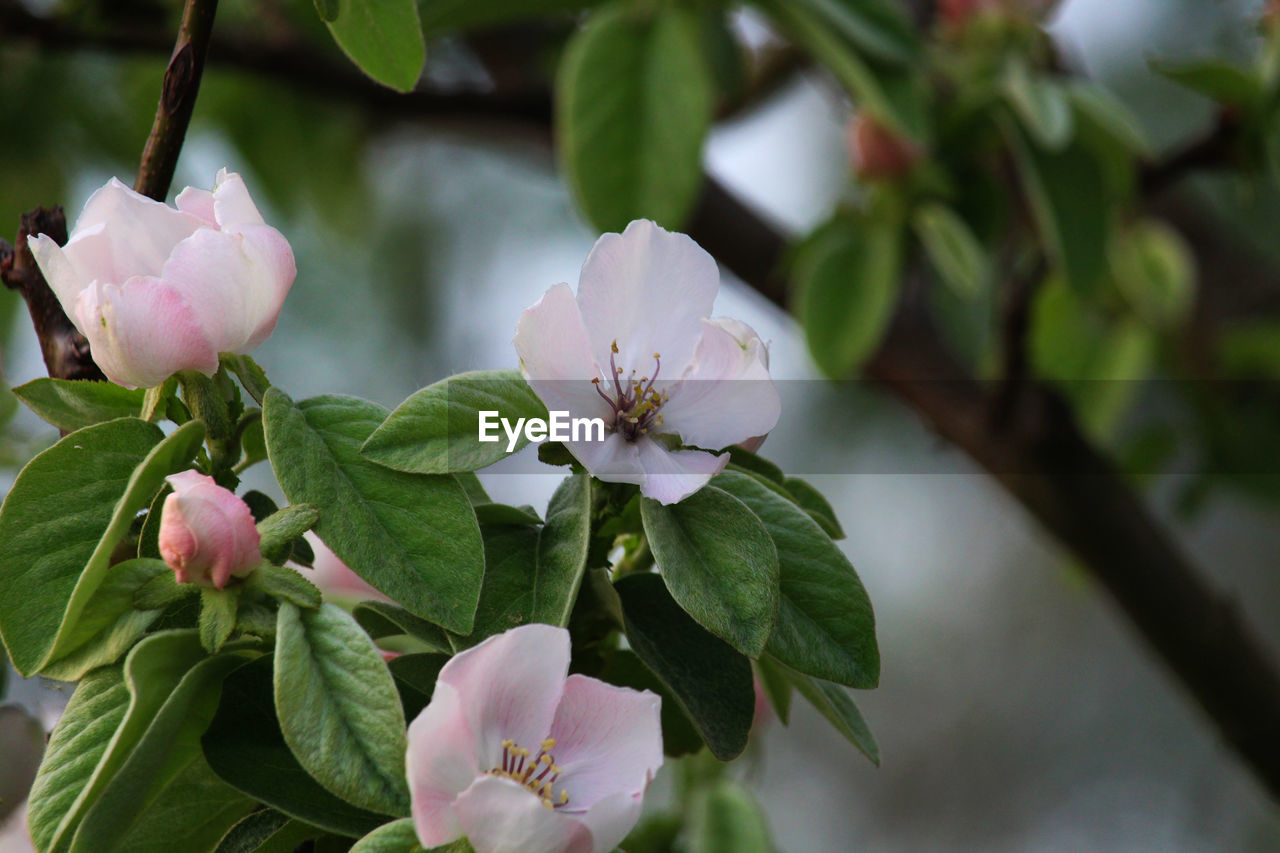 Flower Head Flower Branch Pink Color Leaf Springtime Tree Close-up Plant Green Color