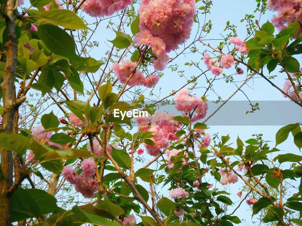 LOW ANGLE VIEW OF PINK CHERRY BLOSSOM