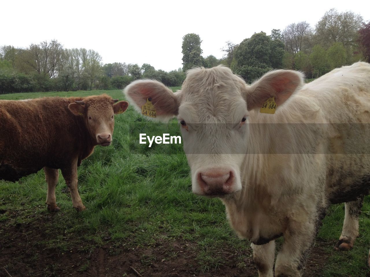 Two cows on pasture looking at camera