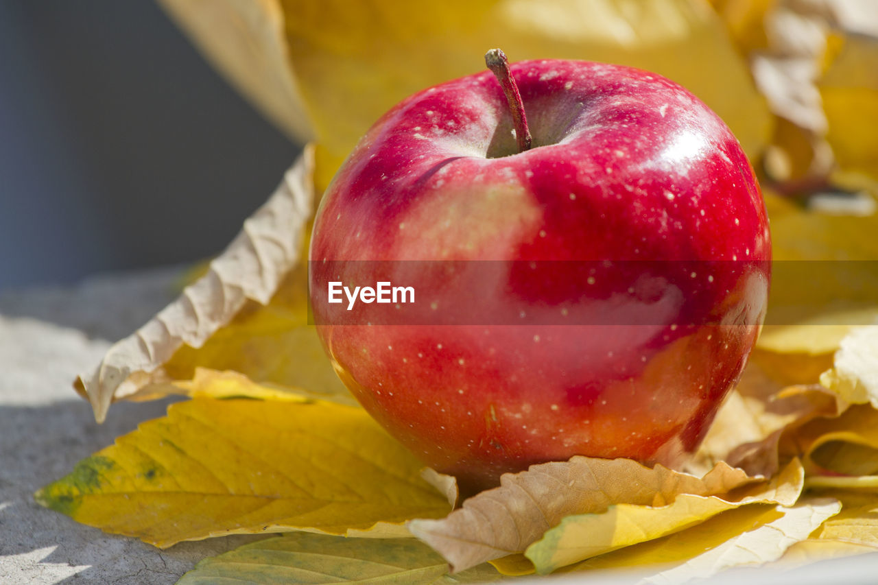 HIGH ANGLE VIEW OF APPLES ON APPLE