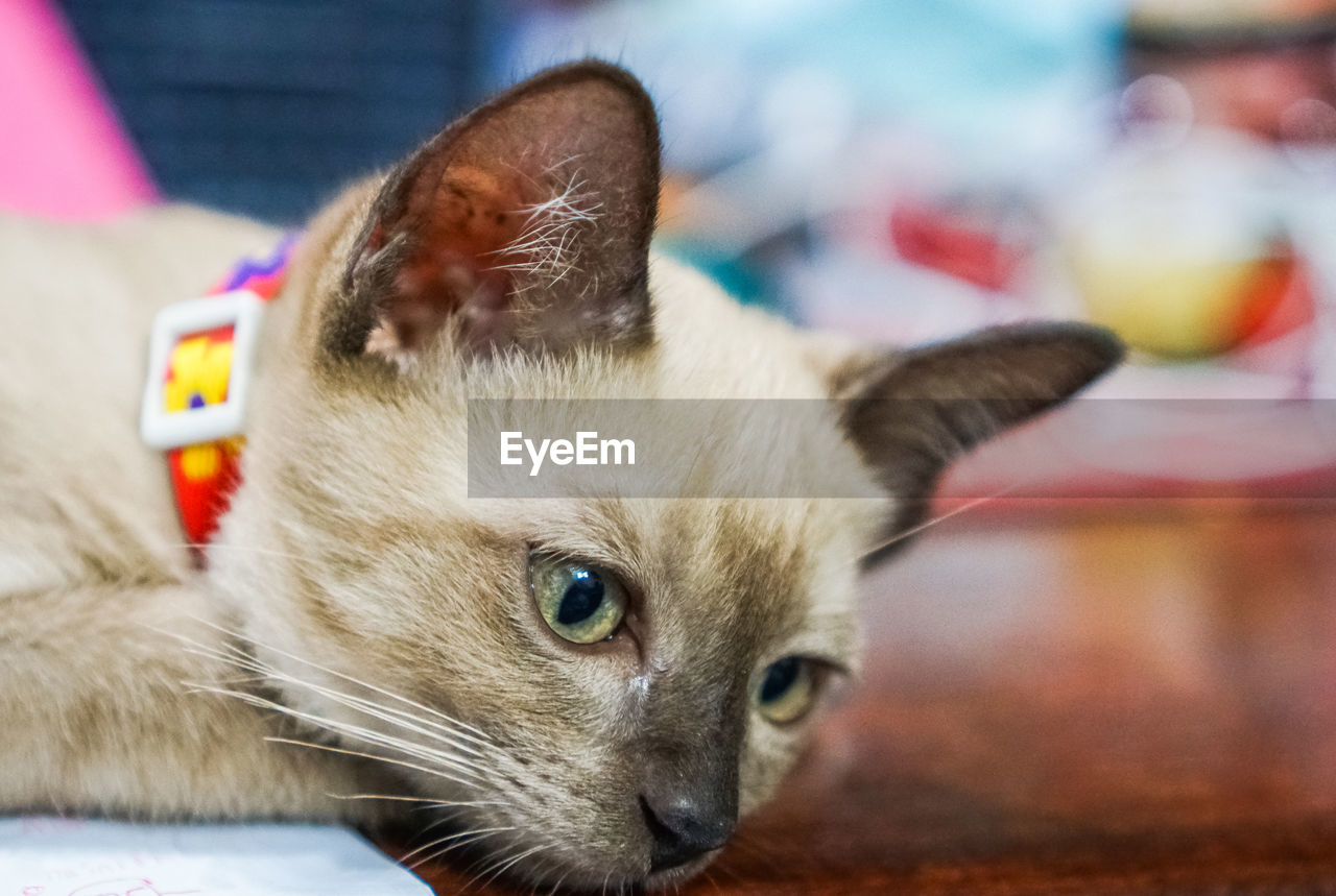 CLOSE-UP PORTRAIT OF A CAT WITH EYES