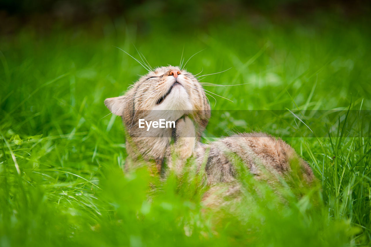 CLOSE-UP OF A CAT LOOKING AWAY ON GRASS