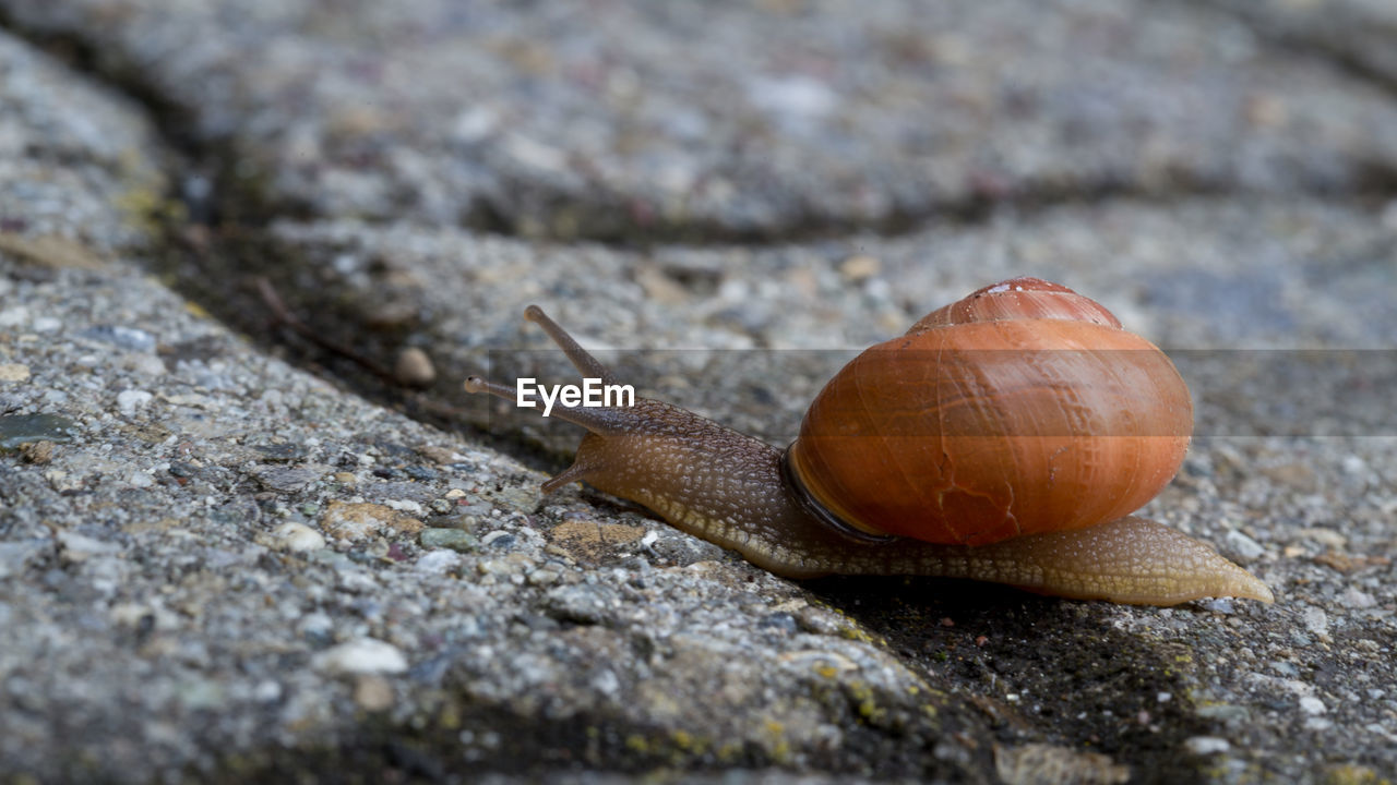 CLOSE-UP OF SNAILS