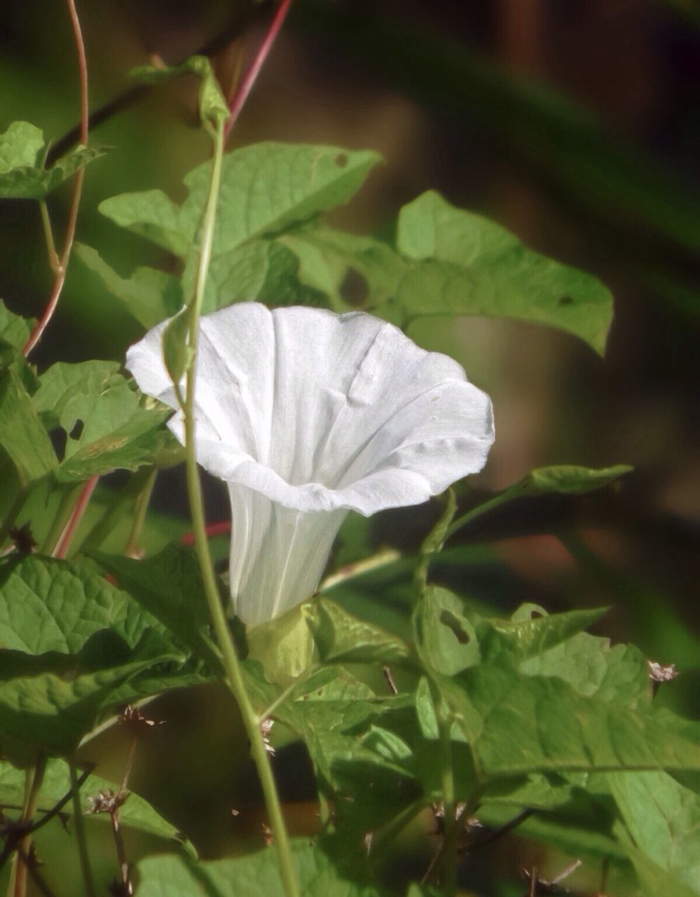 CLOSE-UP OF PLANT