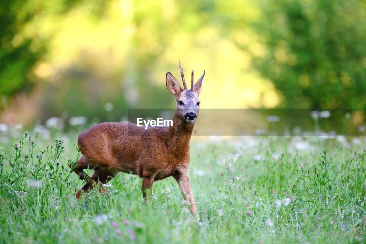 Deer in a field