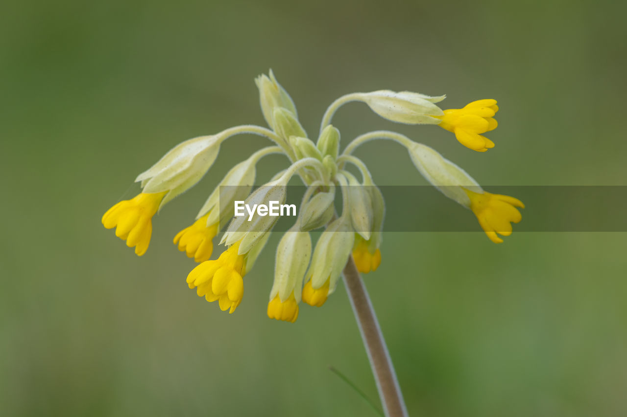 Close up of a common cowslip  plant in bloom