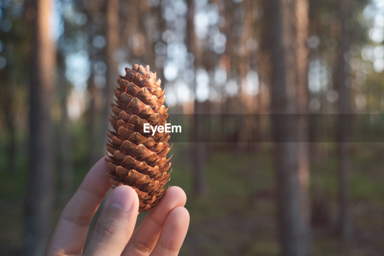 Cropped hand holding pine cone