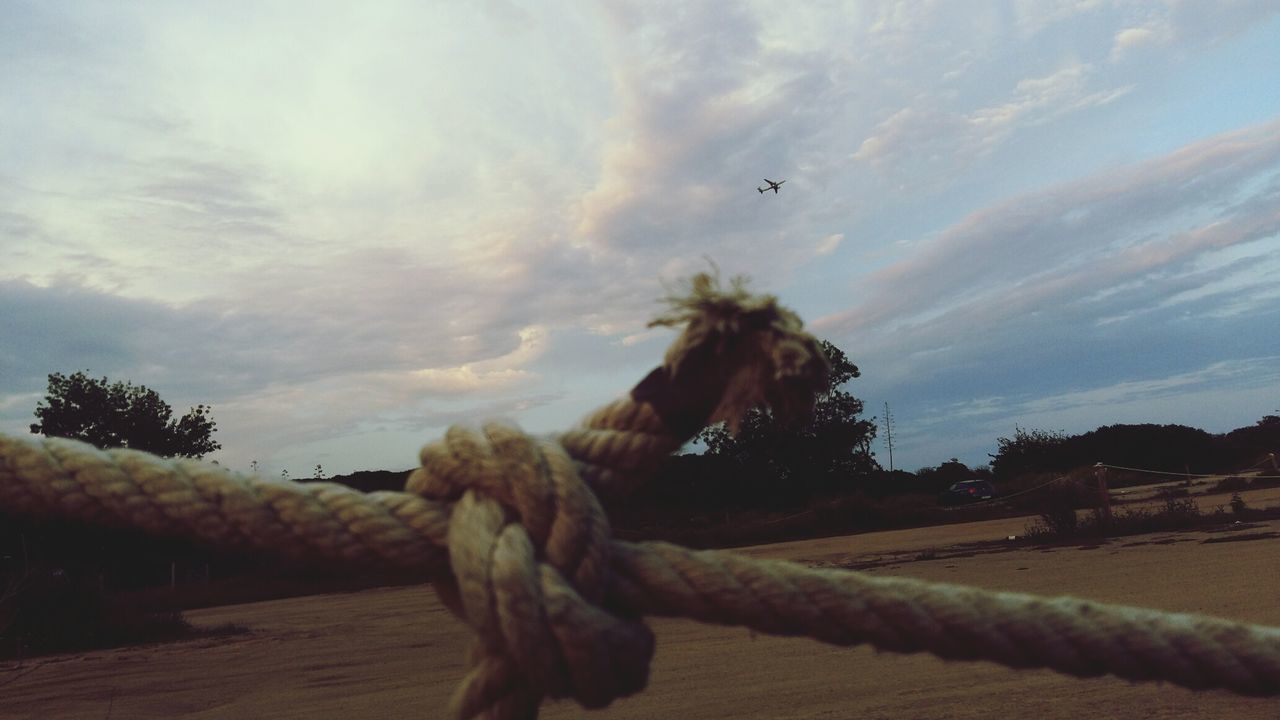 LOW ANGLE VIEW OF TREES AGAINST SKY