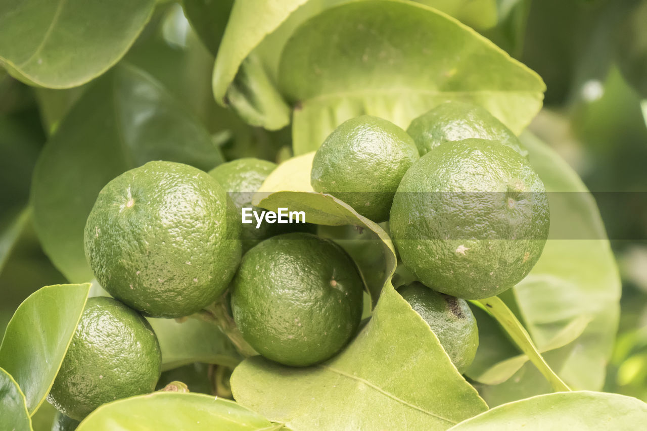 full frame shot of green leaves