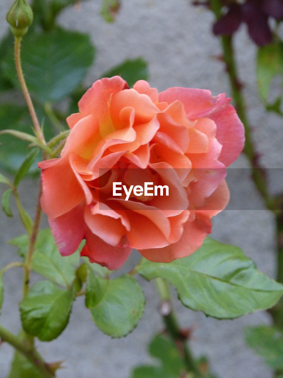 CLOSE-UP OF FLOWER BLOOMING