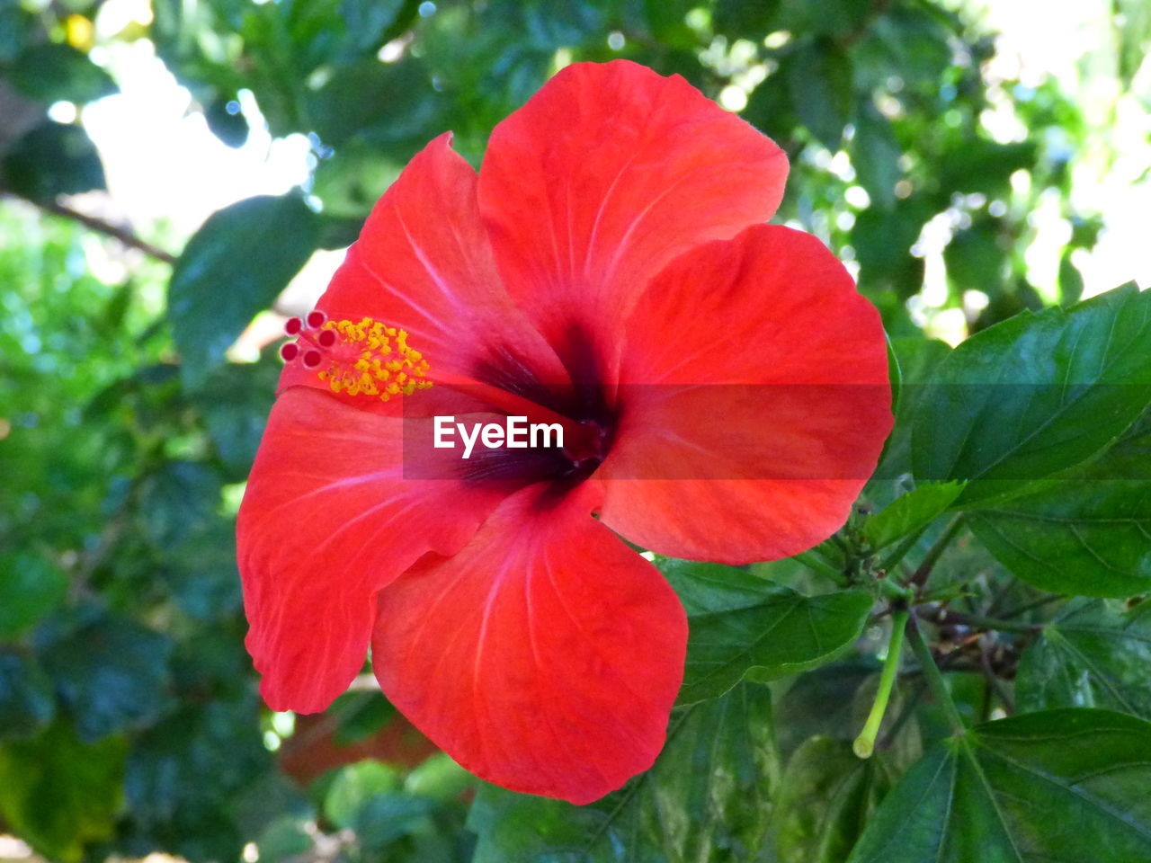 Close-up of pink hibiscus flower