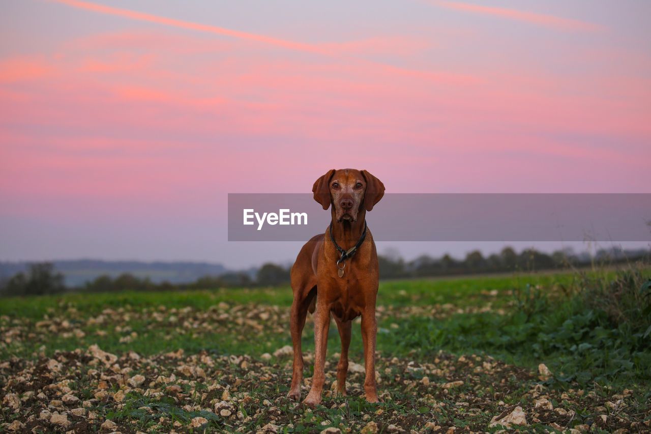 Portrait of dog standing on field during sunset