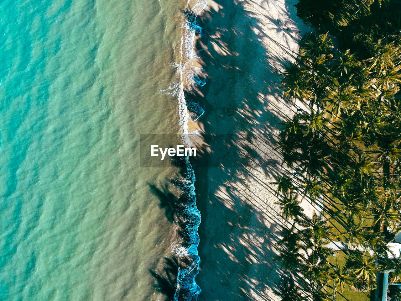 HIGH ANGLE VIEW OF PLANTS ON SHORE