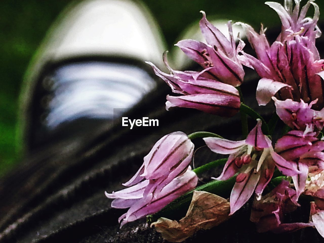 CLOSE UP OF PINK FLOWERS