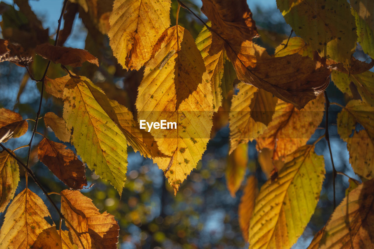 leaf, autumn, plant part, tree, nature, plant, beauty in nature, yellow, sunlight, no people, branch, day, outdoors, close-up, tranquility, focus on foreground, low angle view, land, growth, orange color, scenics - nature, backgrounds, sky