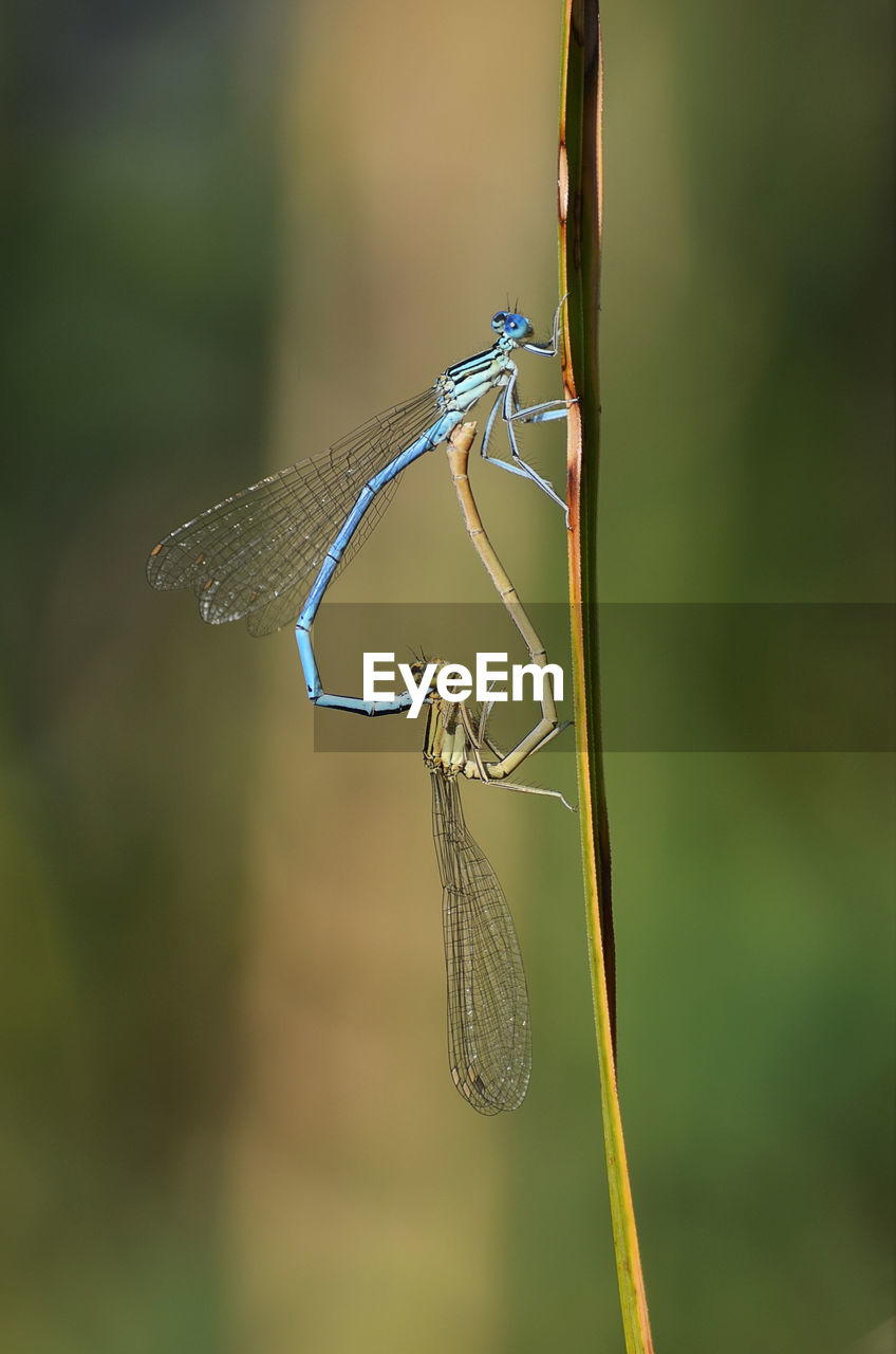 Dragonflies on leaf