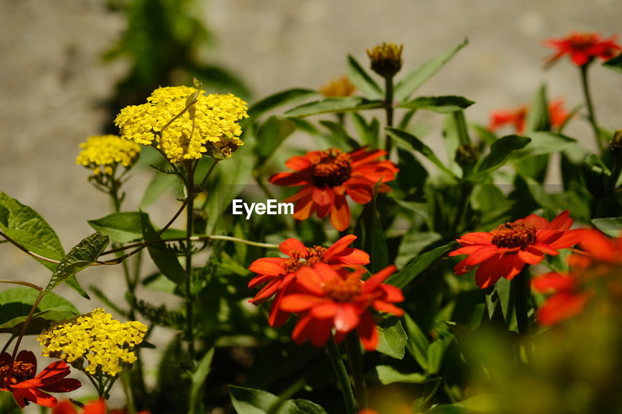 Close-up of yellow flowering plant