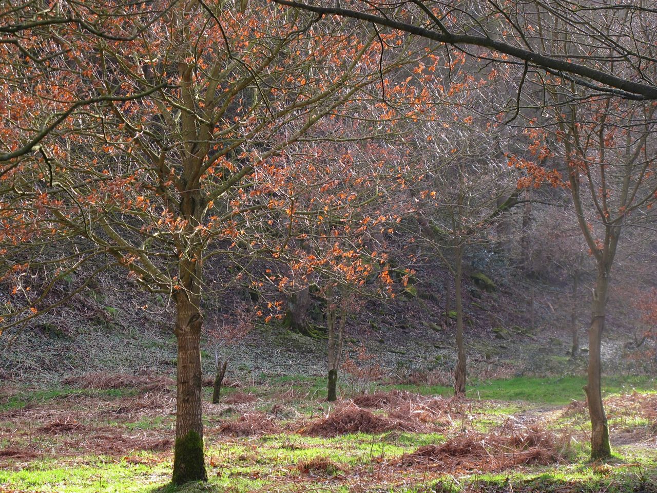 TREES IN SUNLIGHT