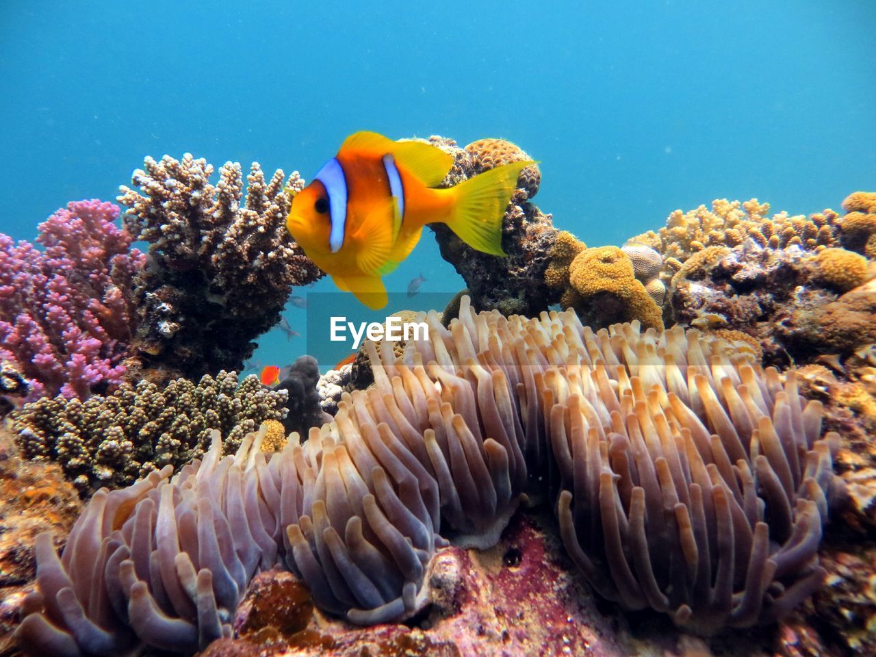 Clown fish swimming in sea with corals