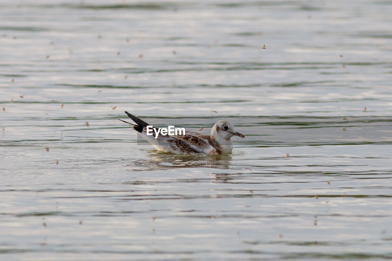 BIRD IN A LAKE